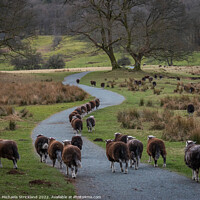 Buy canvas prints of Herdwick sheep at the River Brathay, Elterwater, L by Michaela Strickland