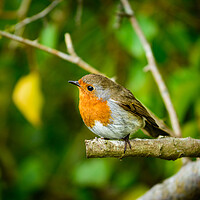 Buy canvas prints of Robin Red Breast by Michaela Strickland