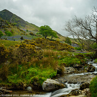 Buy canvas prints of Bluebells and Squat Beck below Whiteless pike at Rannerdale  by Michaela Strickland