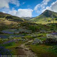 Buy canvas prints of Bluebells at Rannerdale, Lake District, Cumbria, uk by Michaela Strickland
