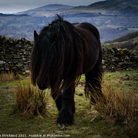 Buy canvas prints of Fell pony on Wansfell, Ambleside by Michaela Strickland