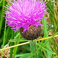 Buy canvas prints of Purple thistle wild flower by Penelope Sinclair