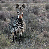 Buy canvas prints of Curious Cape Mountain Zebra by Adrian Turnbull-Kemp