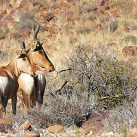 Buy canvas prints of A pair of Red Hartebeest by Adrian Turnbull-Kemp