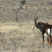 Buy canvas prints of Sable antelope bull by Adrian Turnbull-Kemp