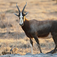 Buy canvas prints of Blesbok ram at at  water hole by Adrian Turnbull-Kemp