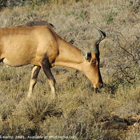 Buy canvas prints of Red hartebeest bull grazing by Adrian Turnbull-Kemp