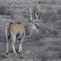 Buy canvas prints of A pair of common Eland by Adrian Turnbull-Kemp