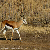 Buy canvas prints of Springbok ram passing sun drenched reeds by Adrian Turnbull-Kemp