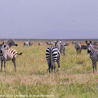Buy canvas prints of A herd of wandering Grant's zebra  by Adrian Turnbull-Kemp
