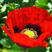 Buy canvas prints of Red poppy flower by Adrian Turnbull-Kemp