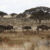 Buy canvas prints of Blue Wildebeest on the run by Adrian Turnbull-Kemp