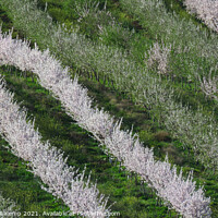 Buy canvas prints of Almond tree orchard by Adrian Turnbull-Kemp