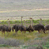 Buy canvas prints of A flock of female ostriches by Adrian Turnbull-Kemp