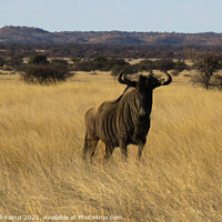 Buy canvas prints of Blue wildebeest, Mokala National Park by Adrian Turnbull-Kemp