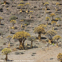 Buy canvas prints of Quiver tree forest by Adrian Turnbull-Kemp