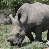 Buy canvas prints of Grazing white rhinoceros by Adrian Turnbull-Kemp