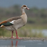Buy canvas prints of Female egyptian goose by Adrian Turnbull-Kemp