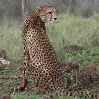 Buy canvas prints of Watchful female cheetah by Adrian Turnbull-Kemp