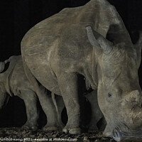 Buy canvas prints of White rhinos at night waterhole by Adrian Turnbull-Kemp