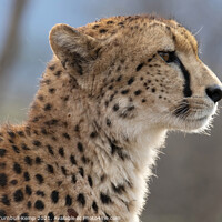 Buy canvas prints of Profile of cheetah by Adrian Turnbull-Kemp