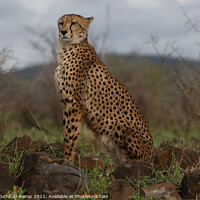 Buy canvas prints of Proud cheetah by Adrian Turnbull-Kemp
