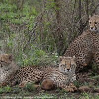 Buy canvas prints of Young cheetah family by Adrian Turnbull-Kemp