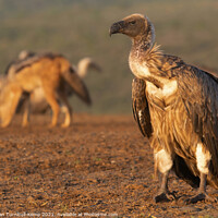 Buy canvas prints of White-backed vulture by Adrian Turnbull-Kemp