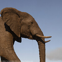 Buy canvas prints of Elephant profile by Adrian Turnbull-Kemp