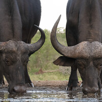 Buy canvas prints of Buffaloes at the waterhole by Adrian Turnbull-Kemp