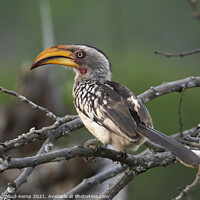Buy canvas prints of Southern yellow-billed hornbill by Adrian Turnbull-Kemp