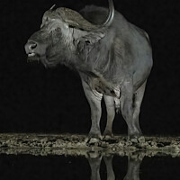 Buy canvas prints of African savanna buffalo a night hide by Adrian Turnbull-Kemp