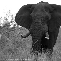 Buy canvas prints of African elephant bull by Adrian Turnbull-Kemp