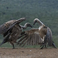 Buy canvas prints of Combative white-backed vultures by Adrian Turnbull-Kemp