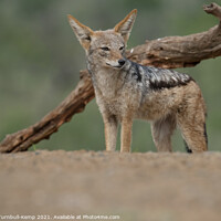 Buy canvas prints of Inquisitive black-backed jackal by Adrian Turnbull-Kemp