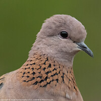 Buy canvas prints of Close-up of laughing dove by Adrian Turnbull-Kemp