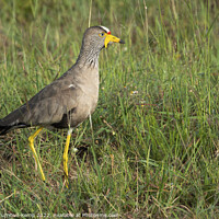 Buy canvas prints of African wattled lapwing by Adrian Turnbull-Kemp