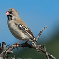 Buy canvas prints of Scaly-feathered finch (Sporopipes squamifrons) by Adrian Turnbull-Kemp