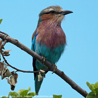 Buy canvas prints of Lilac-breasted roller (Coracias caudatus) by Adrian Turnbull-Kemp