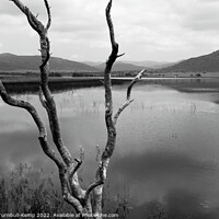Buy canvas prints of Dead tree, Mankwe Dam by Adrian Turnbull-Kemp