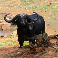 Buy canvas prints of Curious African savanna buffalo bull  by Adrian Turnbull-Kemp