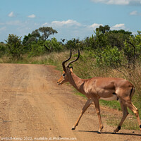 Buy canvas prints of An impala ram crossing a gravel road by Adrian Turnbull-Kemp