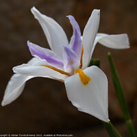 Buy canvas prints of Large white forest iris (Dietes grandliflora) by Adrian Turnbull-Kemp