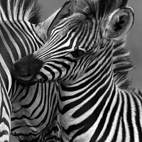 Buy canvas prints of Zebra mare and foal nuzzling  by Adrian Turnbull-Kemp