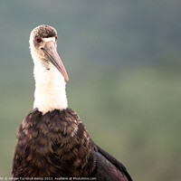 Buy canvas prints of Quizzical woolly necked stork by Adrian Turnbull-Kemp