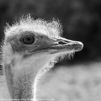 Buy canvas prints of Close-up of female ostrich by Adrian Turnbull-Kemp