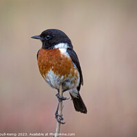 Buy canvas prints of African stonechat out hawking by Adrian Turnbull-Kemp