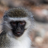 Buy canvas prints of Portrait of a vervet monkey by Adrian Turnbull-Kemp
