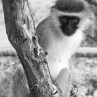 Buy canvas prints of Inquisitive vervet monkey by Adrian Turnbull-Kemp