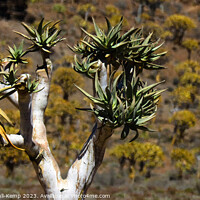 Buy canvas prints of Quiver tree forest by Adrian Turnbull-Kemp